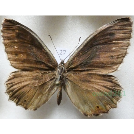 Hipparchia statilinus (Hufnagel, 1766) male Skalnik statilinus Hungaria27